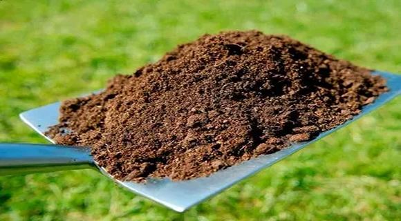 تصویر 5 از قیمت خاک مخصوص گل کاکتوس + خرید باور نکردنی